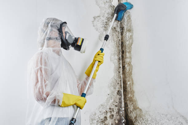 Office Mold Removal Services in Monticello, IN