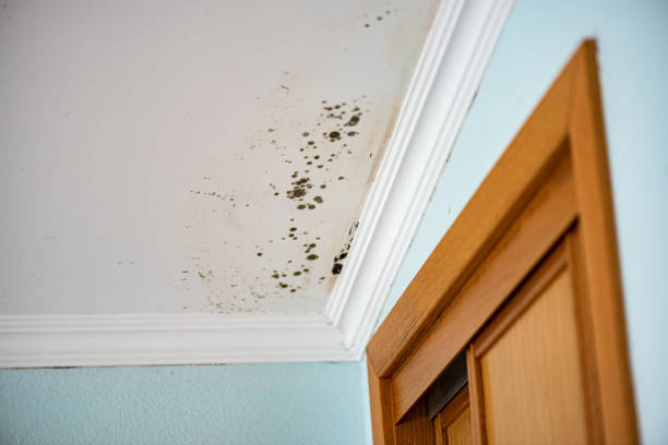 Best Attic Mold Removal  in Monticello, IN