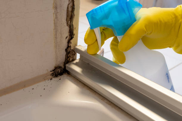 Best Mold Removal Process  in Monticello, IN