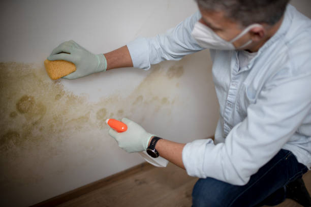 Mold Removal Process in Monticello, IN